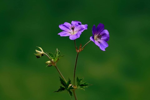 Cranesbill (Geranium cinereum), flowering, flowers, perennial plant, perennial, Ellerstadt, Germany