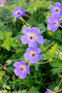 Cranesbill (Geranium cinereum), flowering, flowers, perennial plant, perennial, Ellerstadt, Germany