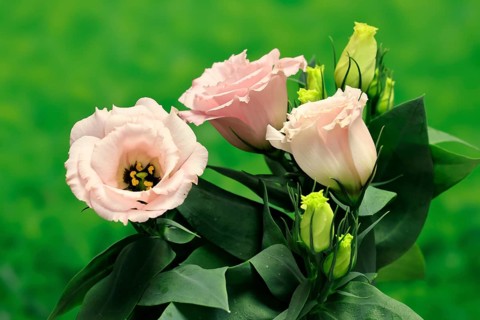 Prairie gentian, Lisianthius, Eustoma, flowering, Germany