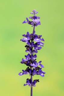 Mealycup sage (Salvia farinacea), flowering, flower, Ellerstadt, Germany