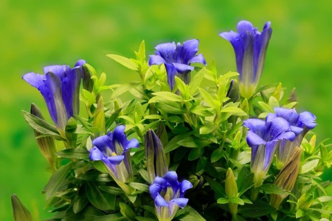 Koch's gentian (Gentiana acaulis), flowering, Germany