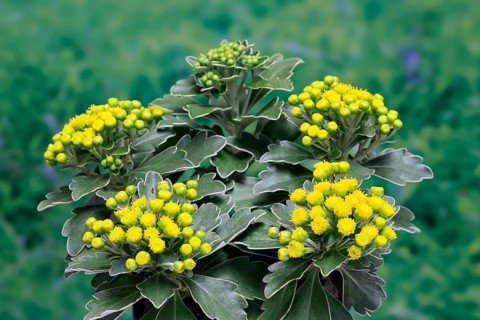 Gold-and-silver chrysanthemum (Chrysanthemum pacificum), flowering, Germany