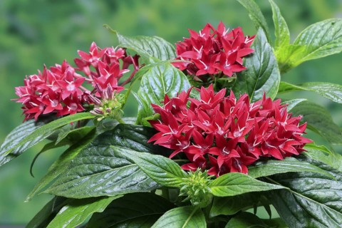 Pentas lanceolata, flowering, Germany