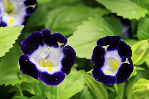 Fournier's torenia (Torenia fournieri), flowering, Germany