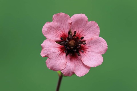 Dark crimson cinquefoil (Potentilla atrosanguinea), flowering, Germany
