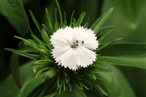 Bearded carnation (Dianthus barbatus), flowering, Germany
