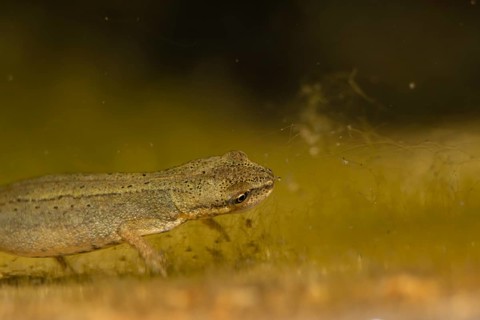Smooth or Common newt (Lissotriton vulgaris) adult amphibian in a pond, England, United Kingdom