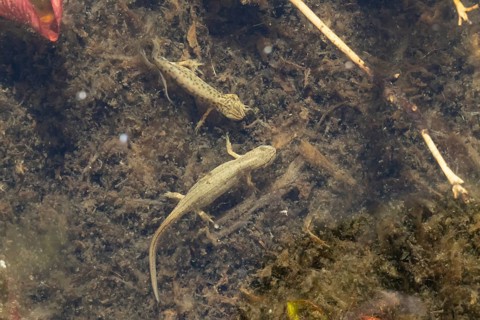 Smooth or Common newt (Lissotriton vulgaris) adult male and female amphibians in a pond, England,