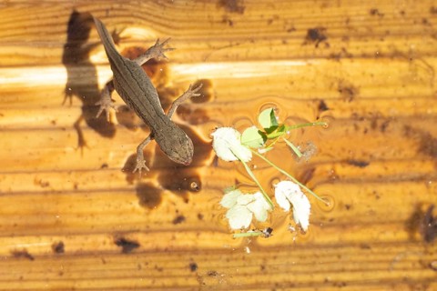 Smooth or Common newt (Lissotriton vulgaris) adult amphibian swimming in a pond, England, United