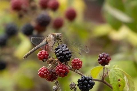 Common darter dragonfly (Sympetrum striolatum) adult insect resting on a blackberries in summer,