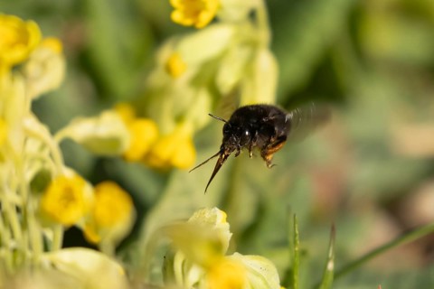 Ashy mining bee (Andrena cineraria) adult insect flying towards a Cowslip flower in spring,