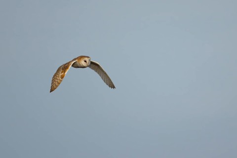 Barn owl (Tyto alba) adult bird flying, England, United Kingdom