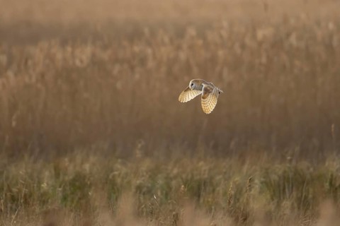 Barn owl (Tyto alba) adult bird in flight hunting over marshland, England, United Kingdom