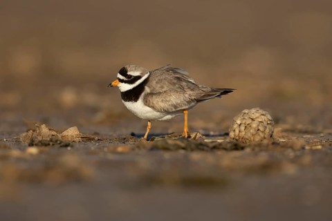 Ringed plover (Charadrius hiaticula) adult wading bird on a beach, England, United Kingdom