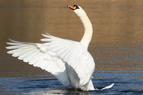 Mute swan (Cygnus olor) adult bird flapping its wings on the water surface of a lake, England,