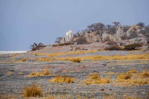 African baobab or baobab tree (Adansonia digitata), arid landscape, Kubu Island (Lekubu), Sowa Pan,