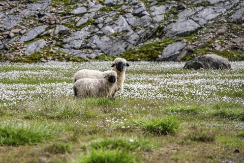 Two Valais Blacknose sheep (Ovis gmelini aries), in meadow with flowering white cotton grass, high