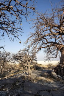 African baobab or baobab tree (Adansonia digitata), arid landscape, Kubu Island (Lekubu), Sowa Pan,