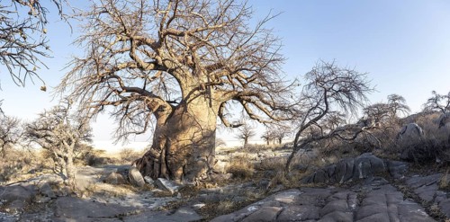 African baobab or baobab tree (Adansonia digitata), arid landscape, Kubu Island (Lekubu), Sowa Pan,