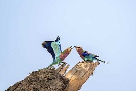 Forked Roller (Coracias caudatus), with open wing, mating behaviour, two birds on a branch in front