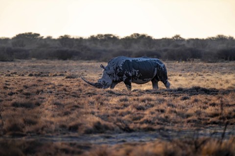 Southern white rhinoceros (Ceratotherium simum simum), Khama Rhino Sanctuary, Serowe, Botswana