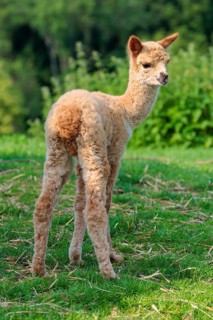 A newly born white alpaca (Vicugna pacos) stands in a green meadow on a sunny day. A green forest