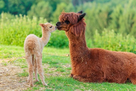 A freshly born white alpaca (Vicugna pacos) stands in front of its brown mother and sniffer on her