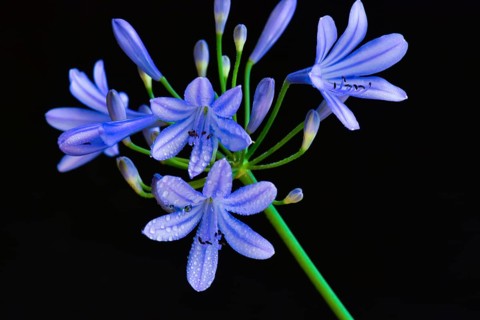 Close-up of the blossom of an ornamental lily or love flower (Agapanthus), Germany