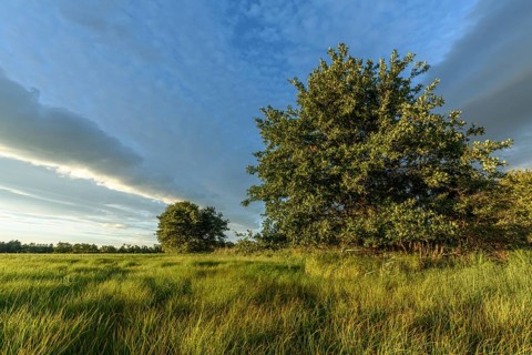An expansive meadow with tall grass moving gently in the breeze, complemented by scattered trees