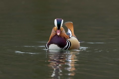 Mandarin duck (Aix galericulata) adult male bird on a lake, England, United Kingdom