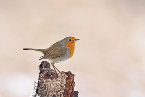 European robin (Erithacus rubecula), on dead wood of a birch tree, Wilnsdorf, North