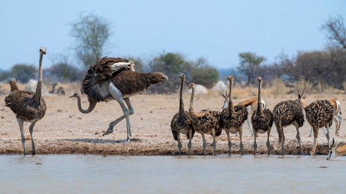 Common ostrich (Struthio camelus), mother and six juveniles, animal family, group drinking at