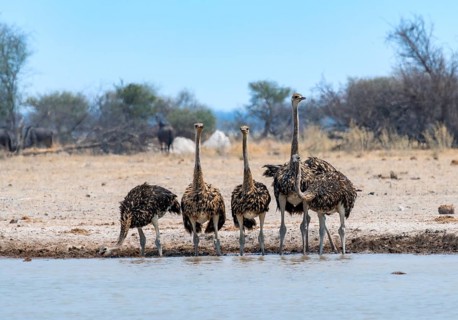 Common ostrich (Struthio camelus), six juveniles, group drinking at a waterhole, Nxai Pan National