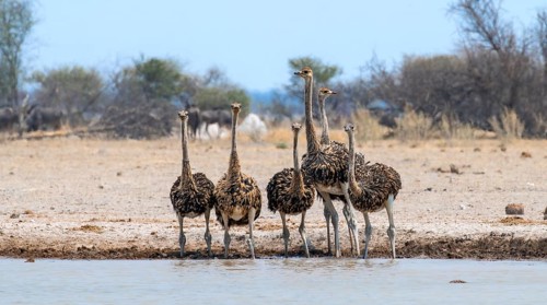 Common ostrich (Struthio camelus), six juveniles, group at waterhole, Nxai Pan National Park,