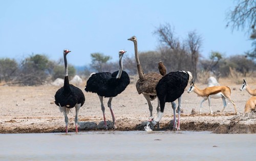 Common ostrich (Struthio camelus), adult female and three males, drinking at a waterhole, Nxai Pan
