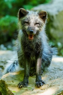 A happy fox sits on a stone and seems to smile, surrounded by green forest nature, Arctic fox,