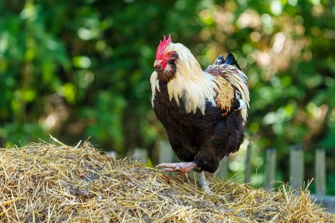 A rooster stands on a dung heap in front of a wooden fence in a natural environment, German Salmon