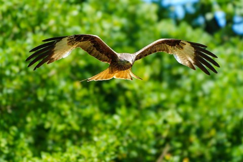 A red kite in flight over a wooded area, Red kite, (Milvus milvus) wildlife, Germany