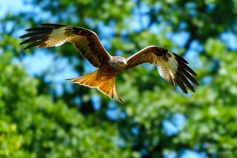 A red kite flying in front of a background of green trees, Red kite, (Milvus milvus) wildlife,