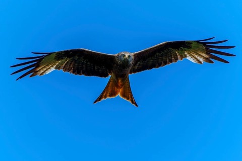 A red kite in flight from the front view with outstretched wings, Red Kite, (Milvus milvus)