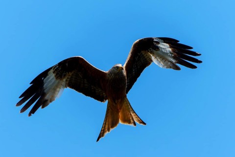 A red kite with spread wings flying in the sky, Red kite, (Milvus milvus) wildlife, Germany