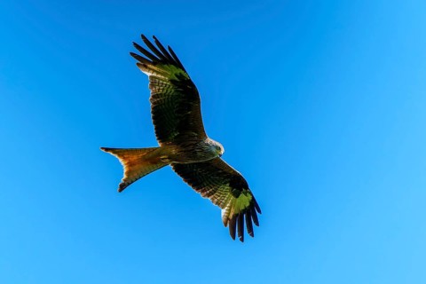 A red kite soaring in front of a clear blue sky, Red Kite, (Milvus milvus) wildlife, Germany