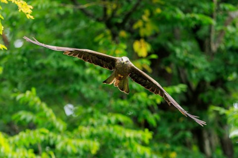 A bird of prey flies through lush green treetops, Red Kite, (Milvus milvus) wildlife, Germany