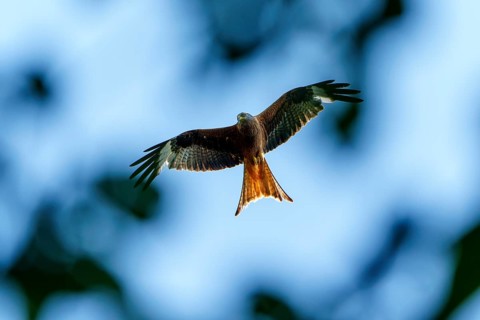 A red kite flies high in a blue-green sky, Red kite, (Milvus milvus) wildlife, Germany