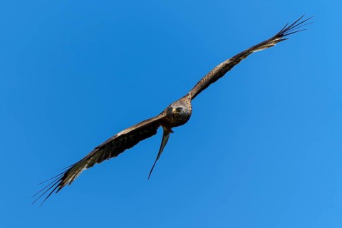 Bird of prey in frontal flight with wings spread wide, Red Kite, (Milvus milvus) wildlife, Germany