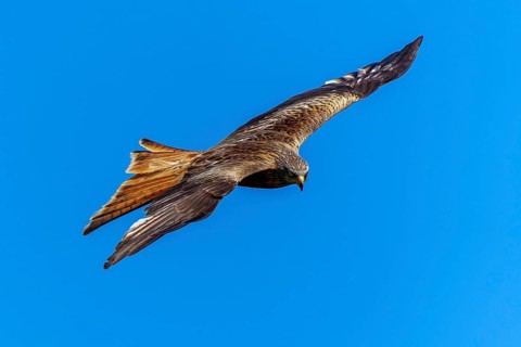 A bird of prey flies sideways through the air against a blue sky, Red Kite, (Milvus milvus)
