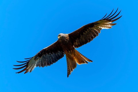Bird of prey in flight, spreading its wings against the blue sky, Red Kite, (Milvus milvus)