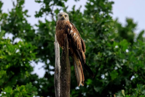 A bird of prey sitting on a tree stump in front of green foliage, Red Kite, (Milvus milvus)