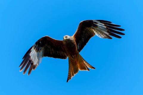 A bird of prey with spread wings flying against a blue sky, Red Kite, (Milvus milvus) wildlife,