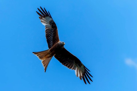 A red kite flies majestically in the blue sky, Red kite, (Milvus milvus) wildlife, Germany